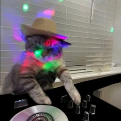djcat