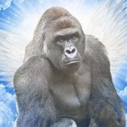 harambe