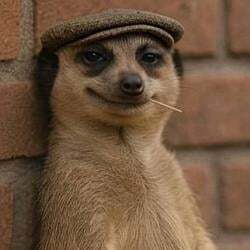 meerkat