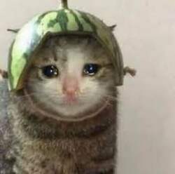 melon