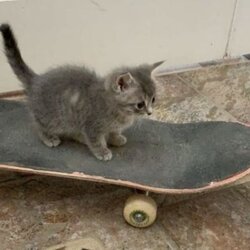 skatecat