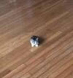 smol