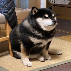totakeke