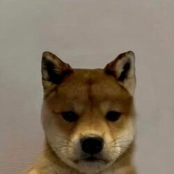 wifout