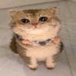 yarncat