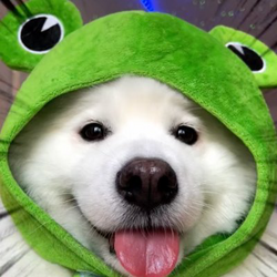frogdog
