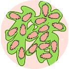 拯救动物大作战手机赚钱软件