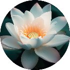 乐消花朵手机赚钱软件