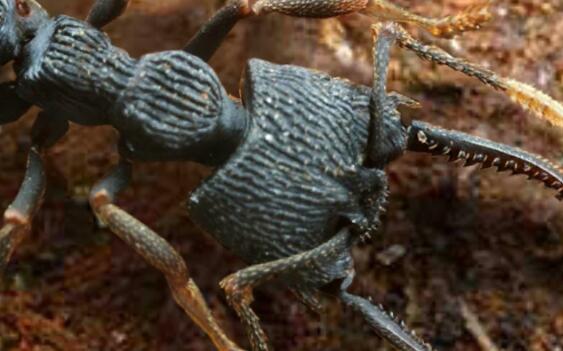 《小小蚁国》怎么快速发展提升战斗力？小小蚁国最全攻略