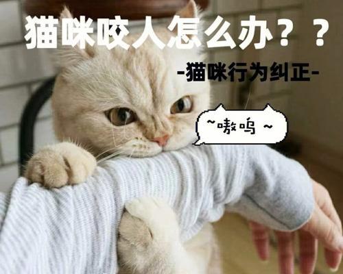 
                        《猫咪公寓2》游戏中的约克谈心详解（揭秘约克谈心玩法、技巧、攻略）                    