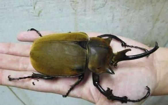 
                        小森生活中最强的甲虫（探寻小森生活中的甲虫王者，你了解几只？）                    