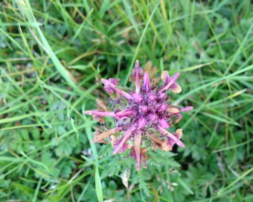 
                        《烟雨江湖》药材采集指南（雪兔子采集位置汇总，让你轻松收获丰富药材）                    