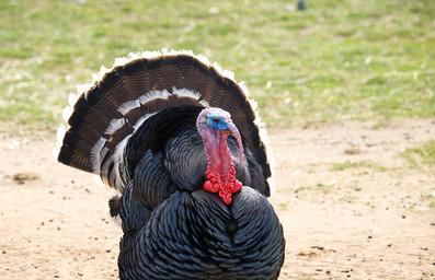 
                        魔兽世界（寻找魔兽世界中的可爱小宠物，捕获你的专属野生火鸡）                    