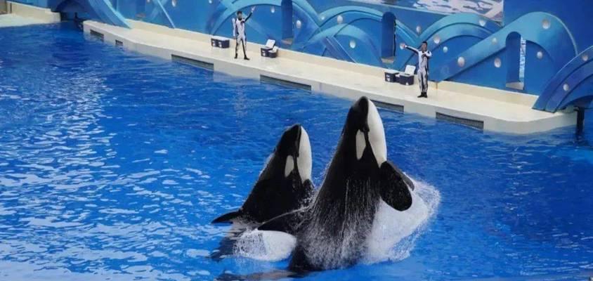 
                        《畅游梦幻水族馆，尽享海底奇观》（揭秘梦幻水族馆的攻略，让您玩转海洋奇妙世界）                    