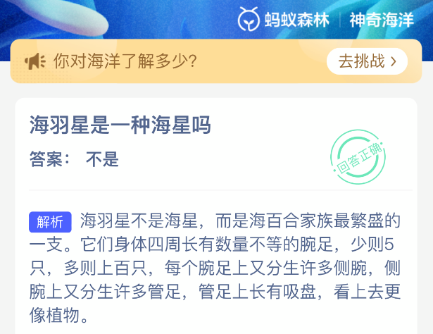 海羽星是一种海星吗