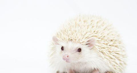 
                        新笑傲江湖手游——刺猬宠物技能属性详解（刺猬厉害吗？如何培养刺猬宠物？新手必看的攻略）                    