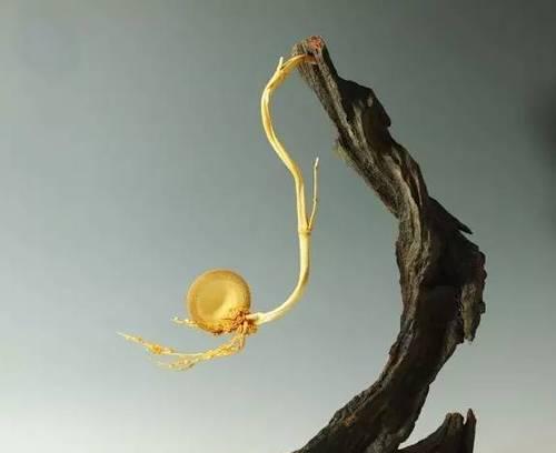 
                        《探索古董旅社2全新攻略》（发现无限可能的古董世界，开启冒险之旅！）                    