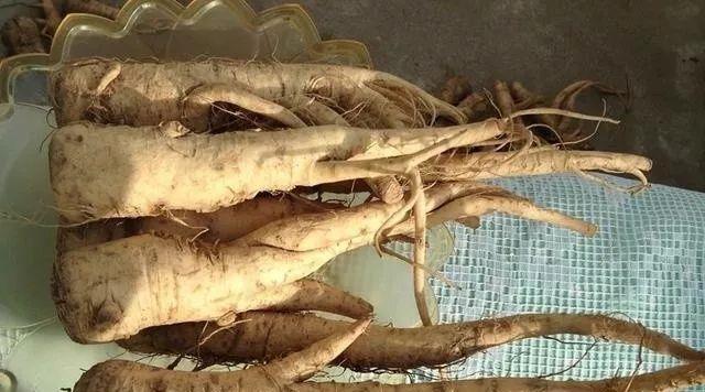 
                        探秘符文工厂5芜菁种子的神奇效果（揭秘芜菁种子的多种用途和益处）                    